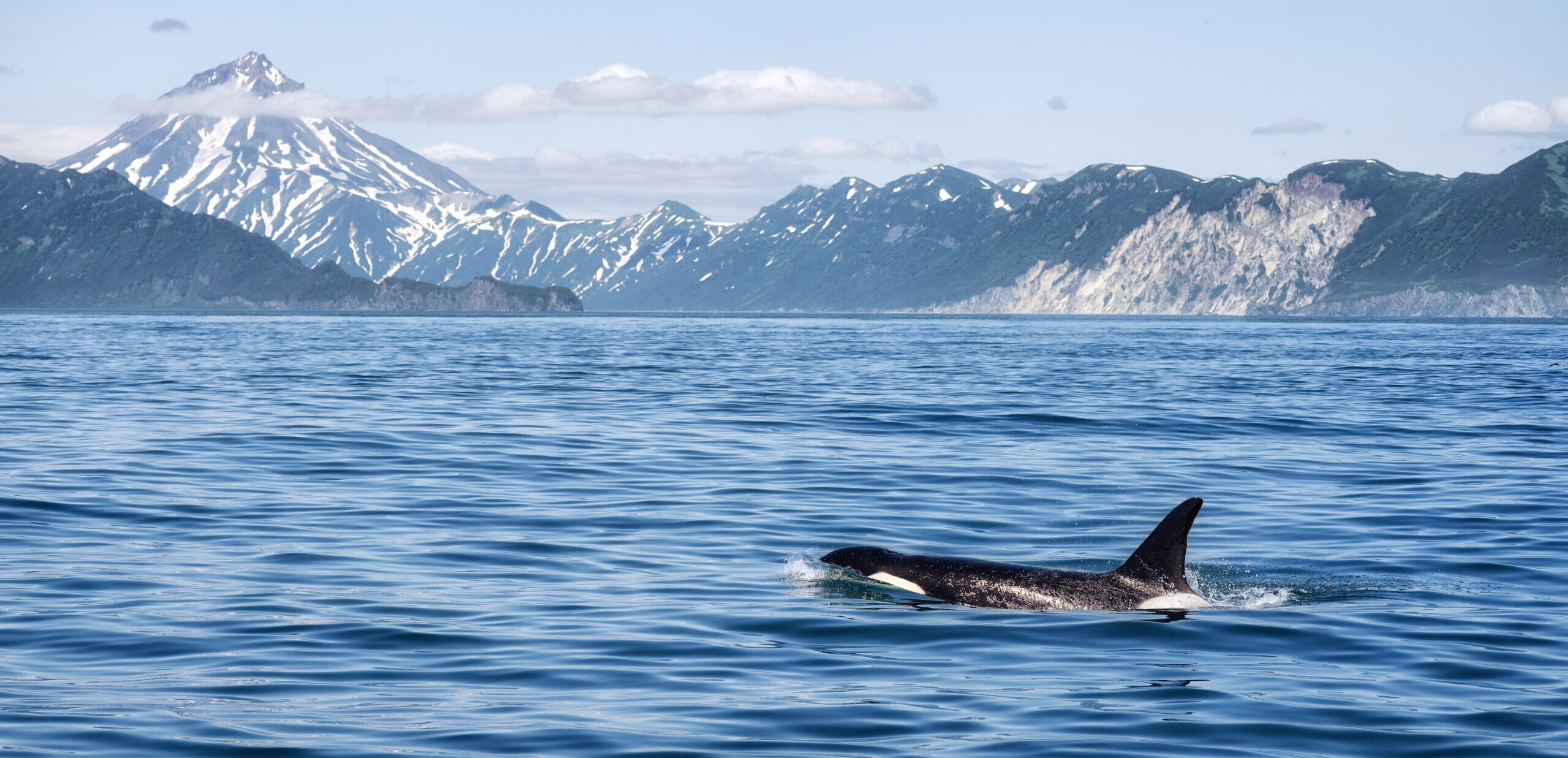 Killer Whale - (Orcinus Orca). Killer whale off the coast of Kamchatka, Russia.