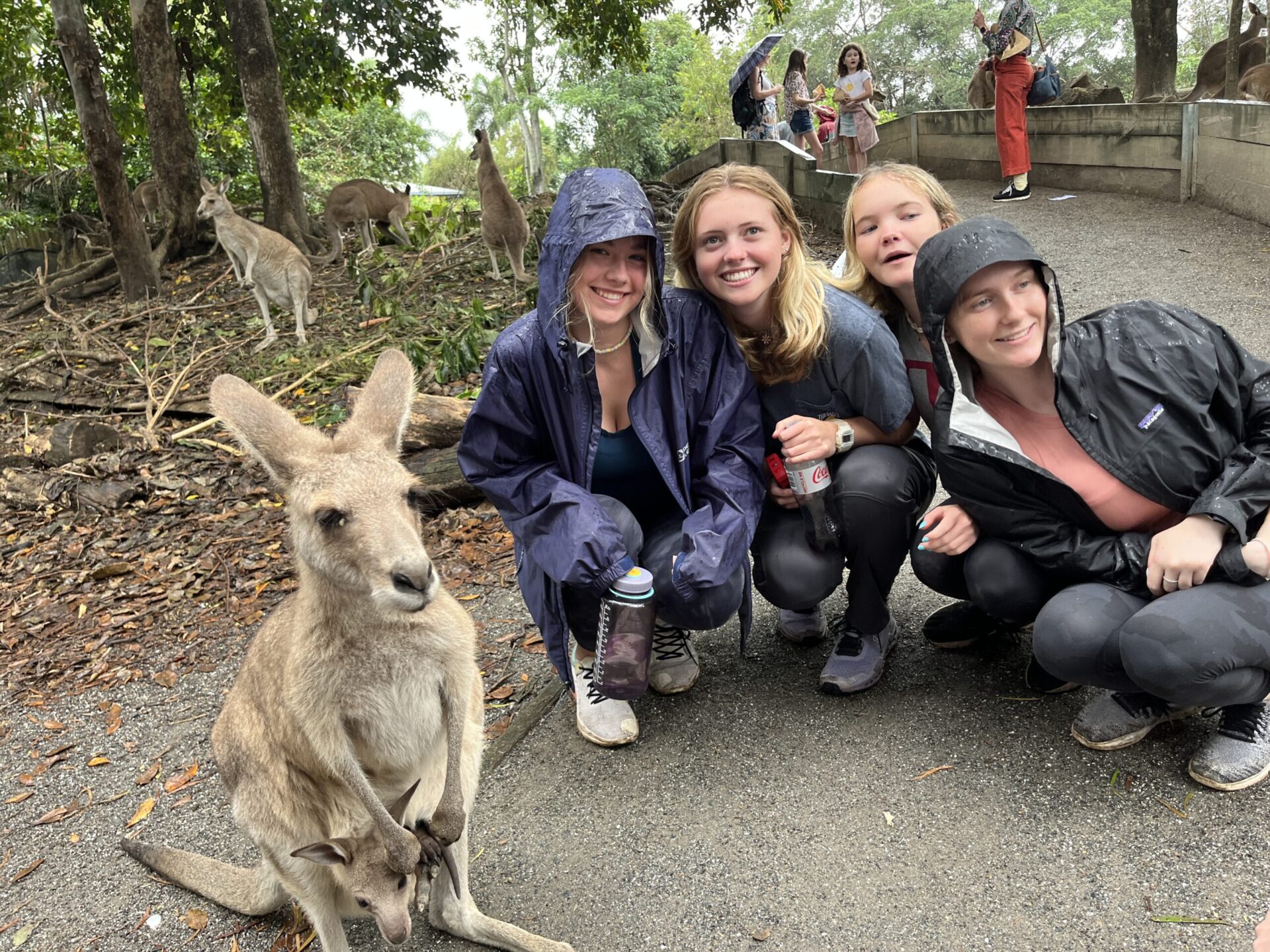 Australia Kangaroo with Students