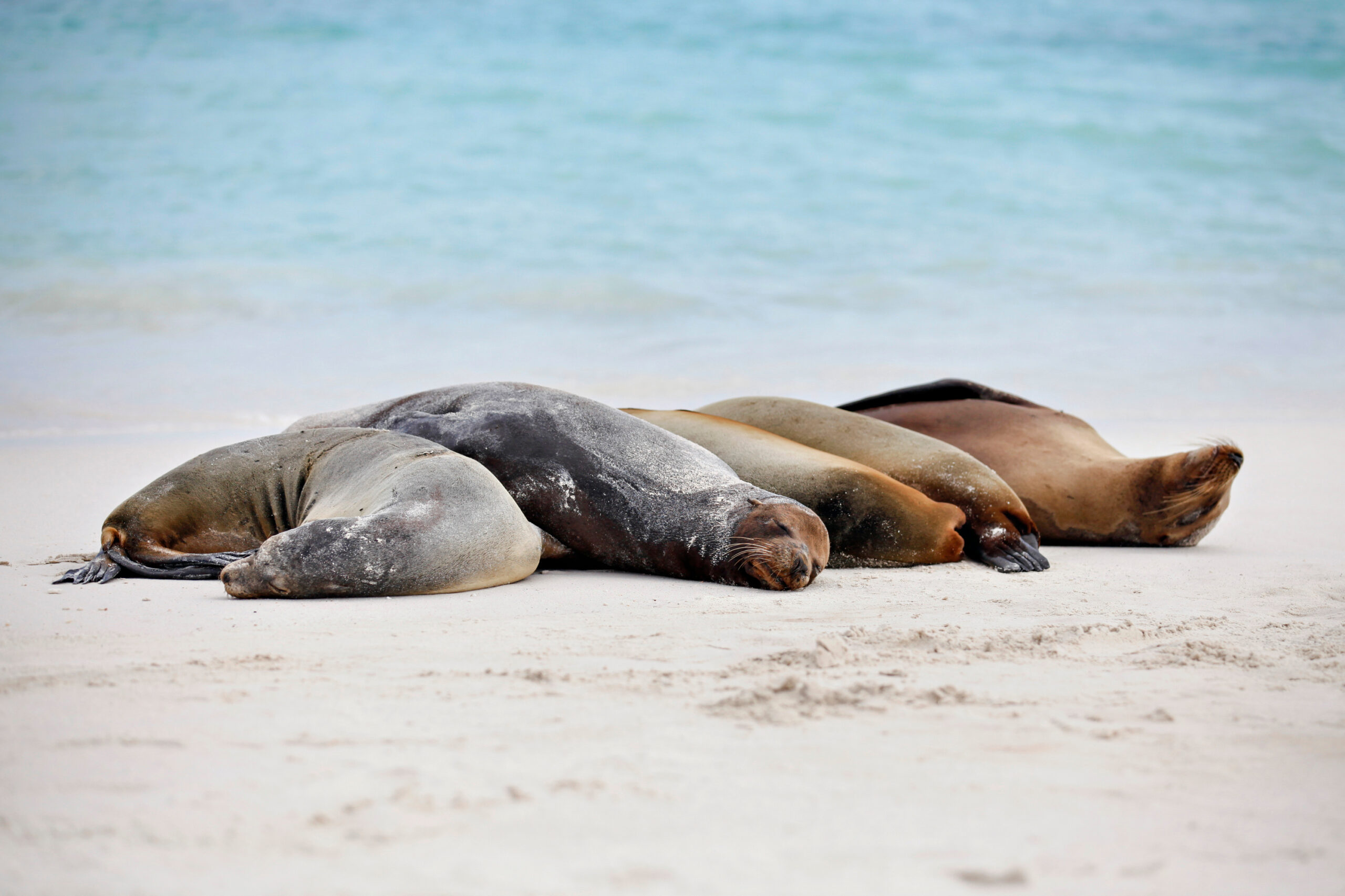 Galapagos Sea Lions