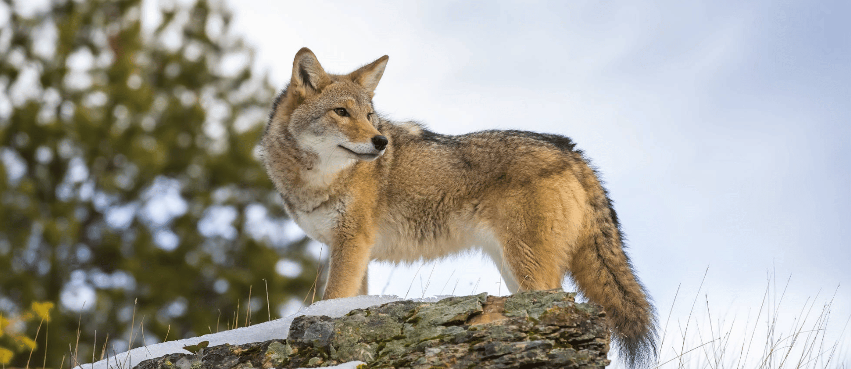 Sum-Yellowstone-banner (2)