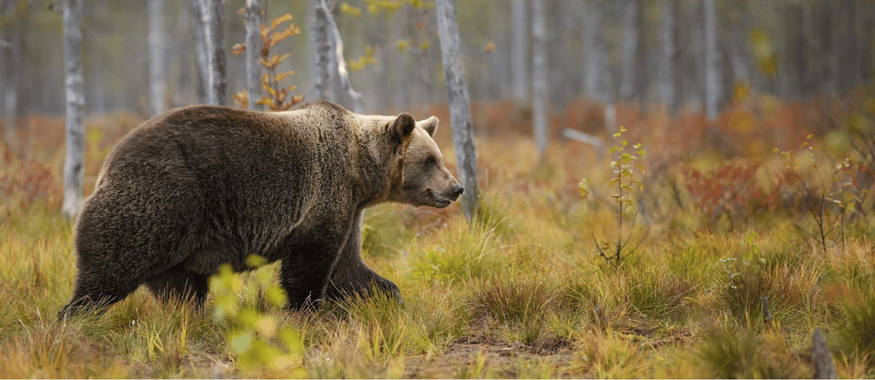 Sum-Yellowstone-banner (5)