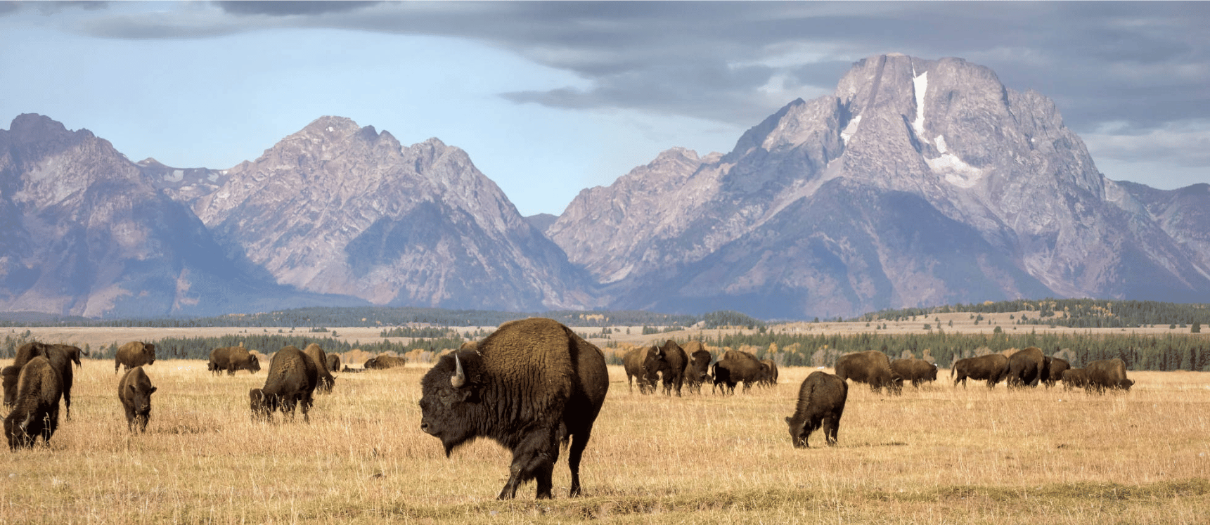 Sum-Yellowstone-banner (6)