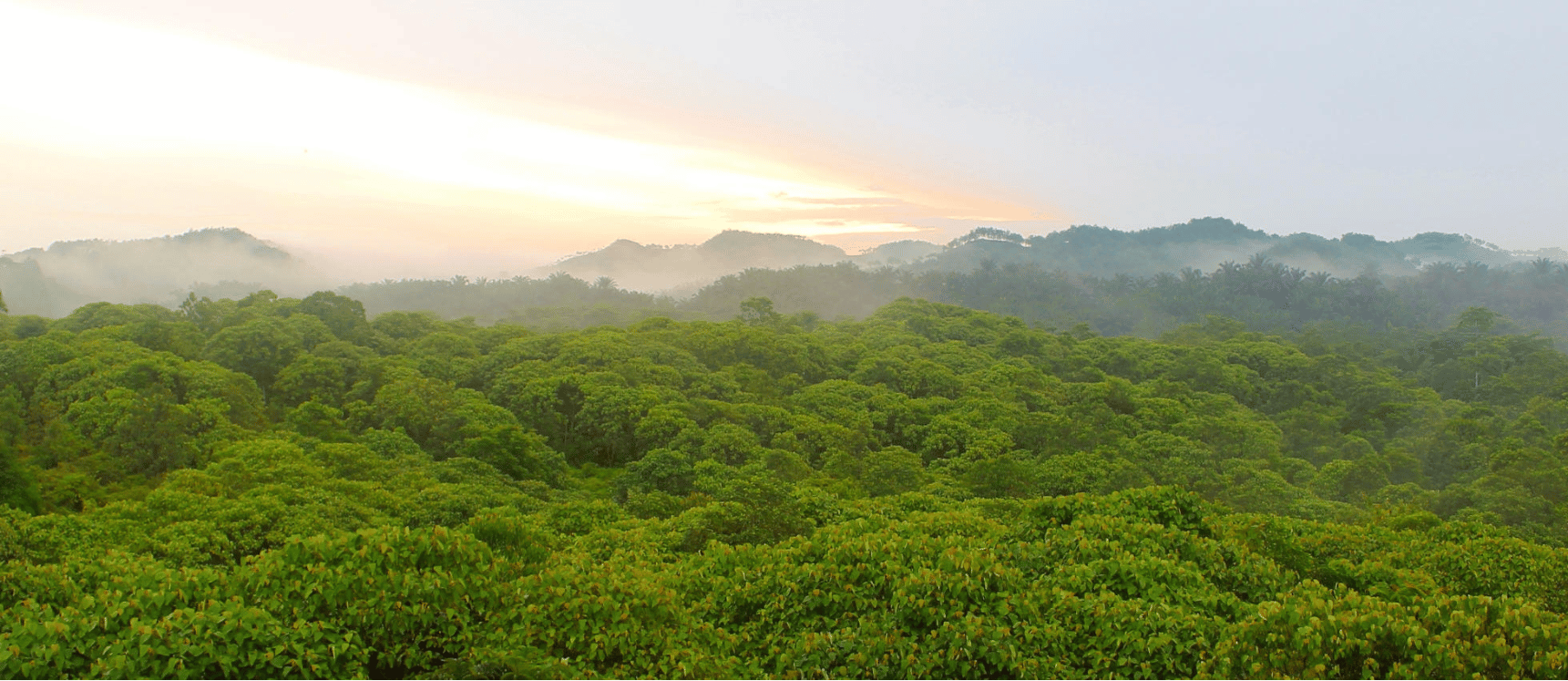 Sumatra Gunung Leuser National Park