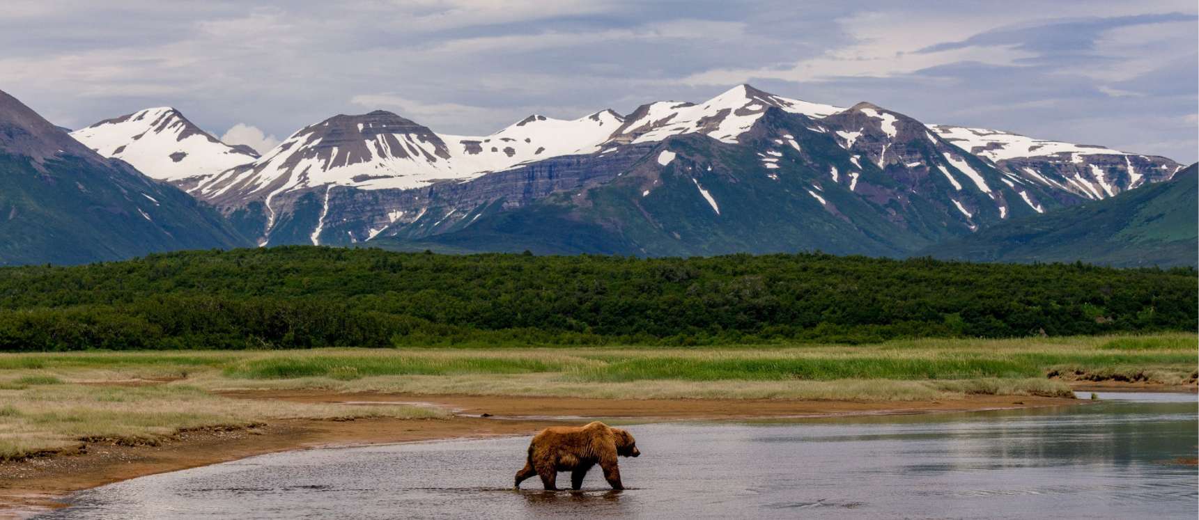 Bear-denali