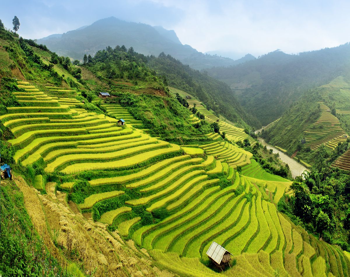rice fields